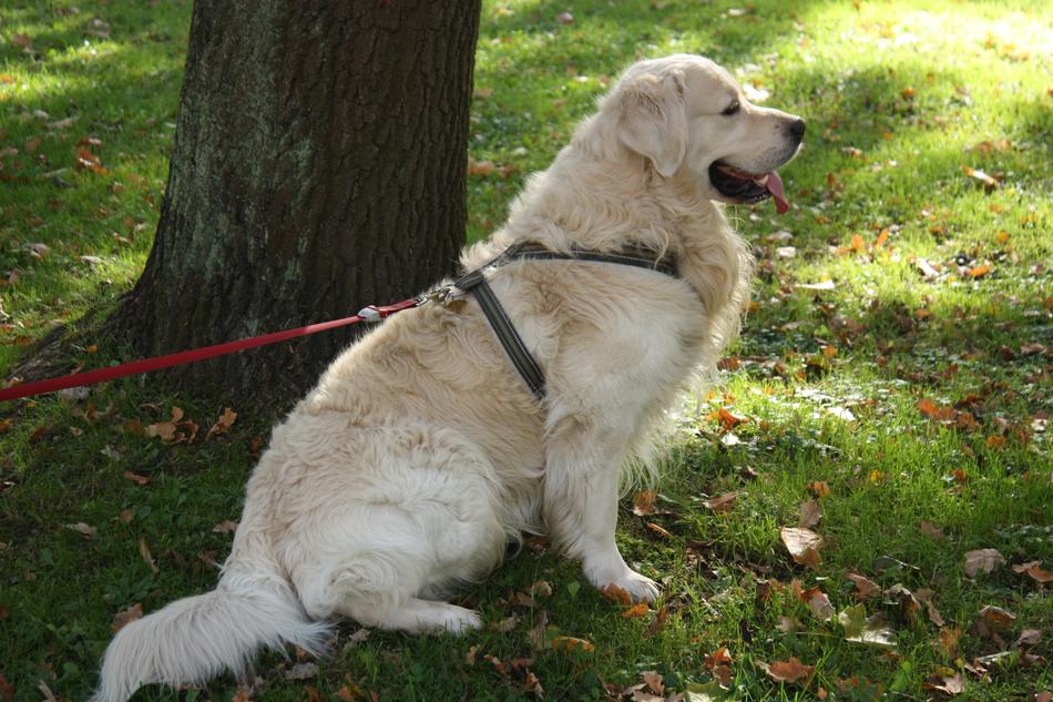 Dog Mammals Grass