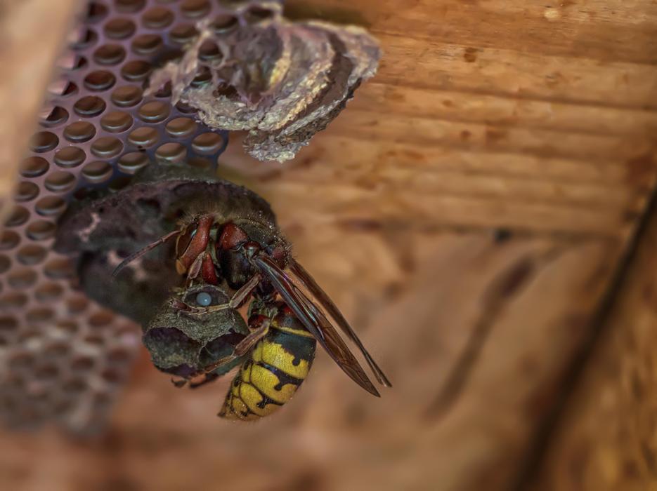 Wasp insects Close Up