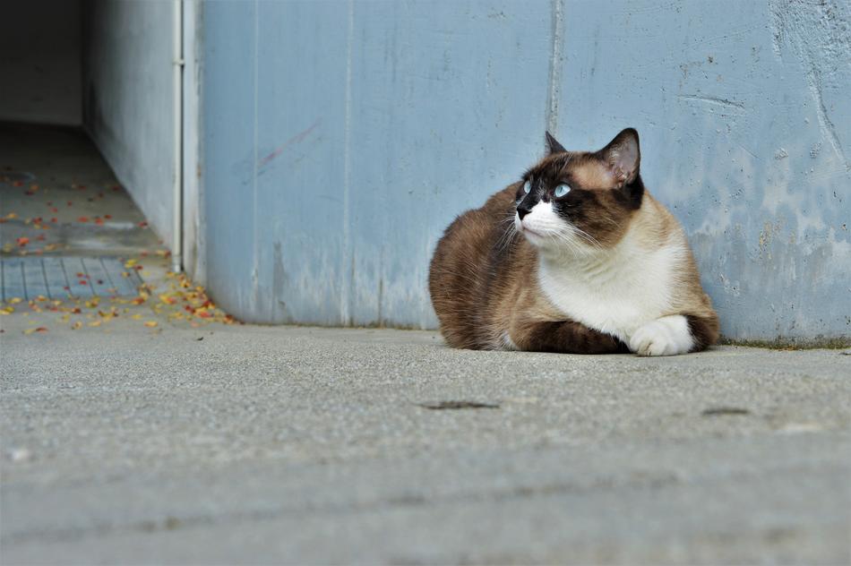 Cat Adorable Animal on street