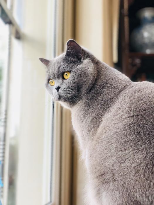 Portrait of grey Cat In home