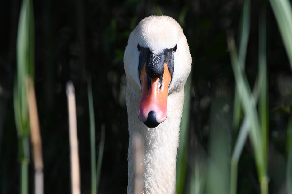 Swan Portait Bird