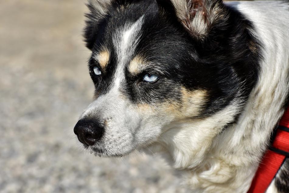 Hybrid Dog Small