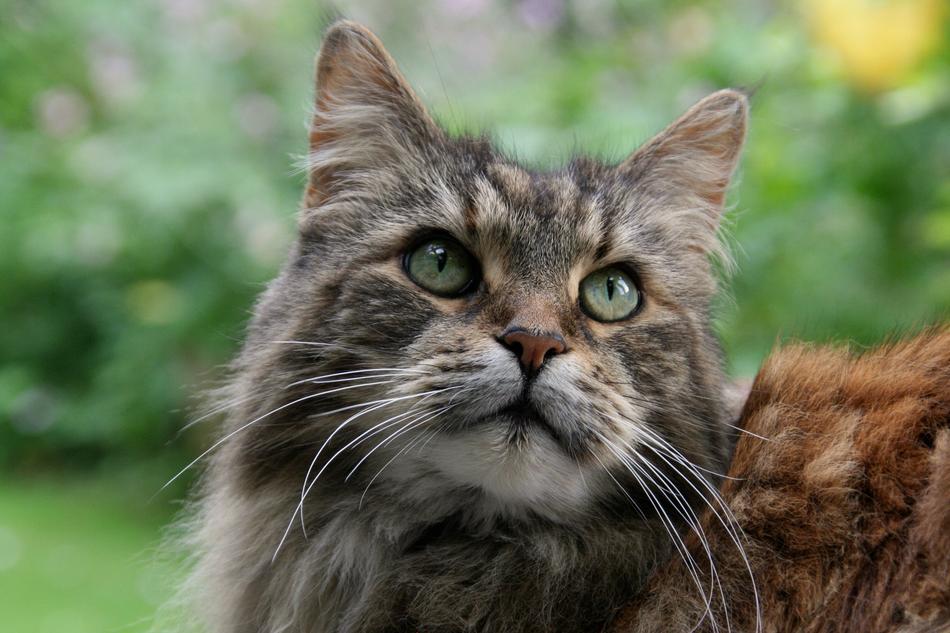 Maine Coon Cat Animal Portrait