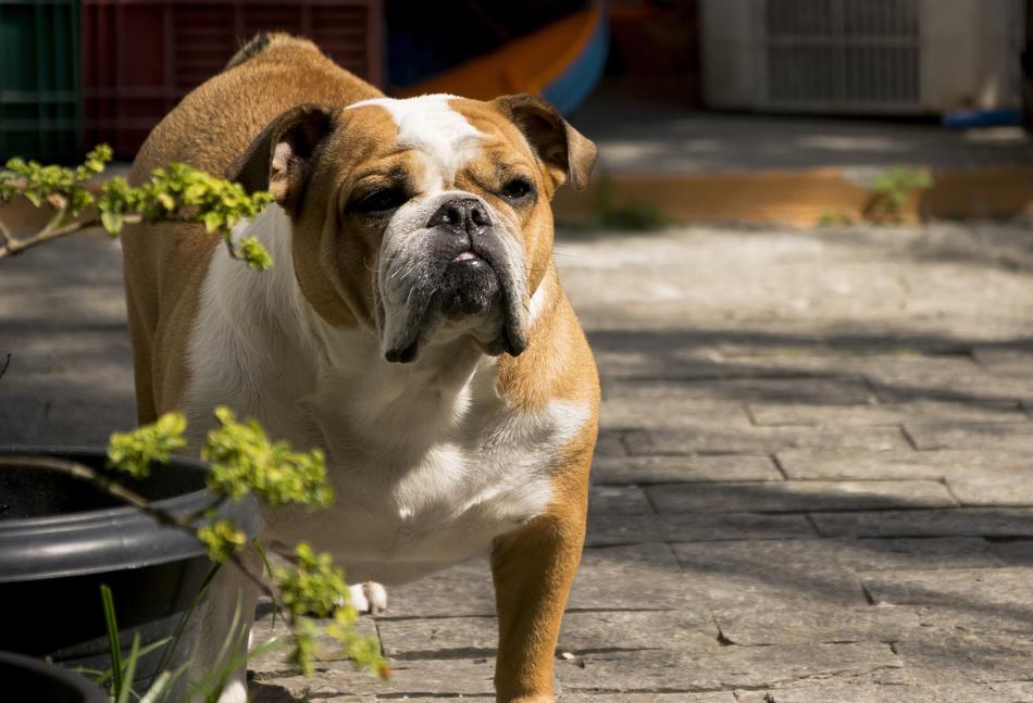 Dog Cute Pet
