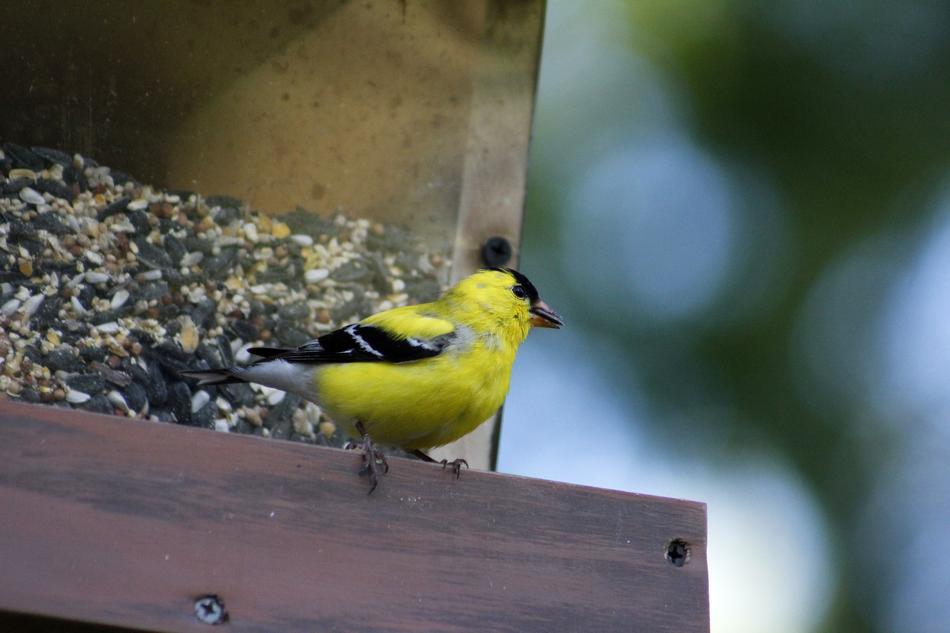 Bird Wildlife Outdoors