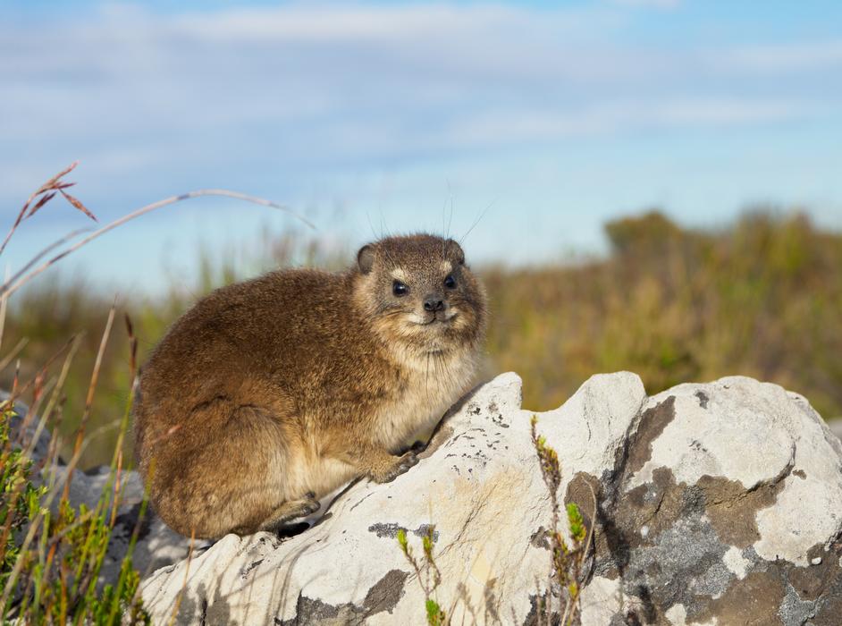 wild meerkat on the rocks