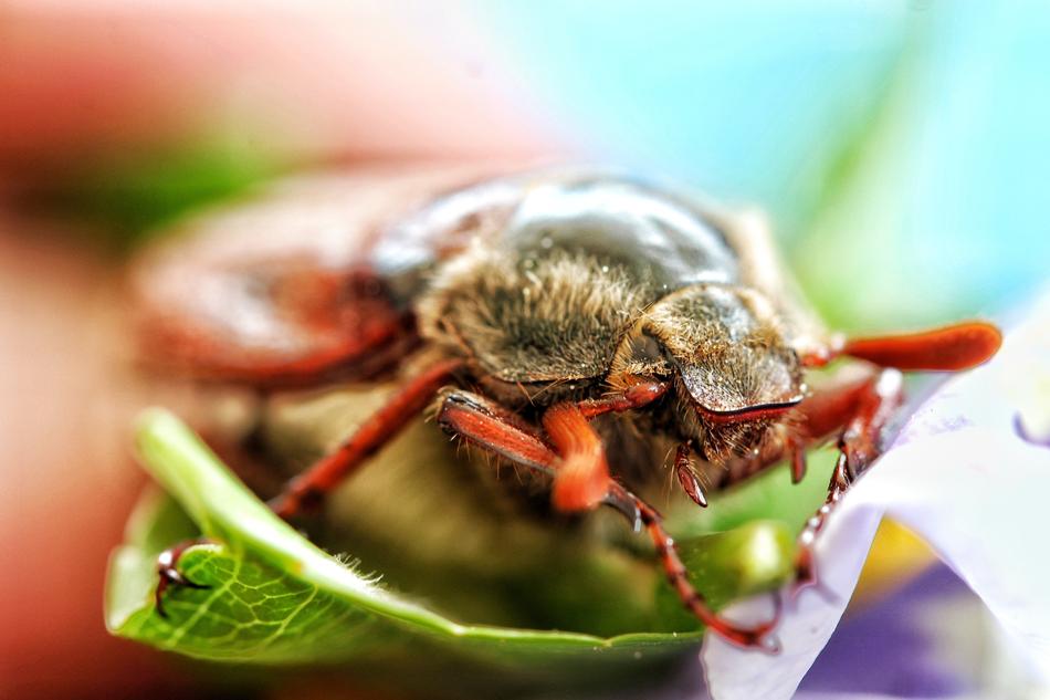 Maikäfer Beetle Macro