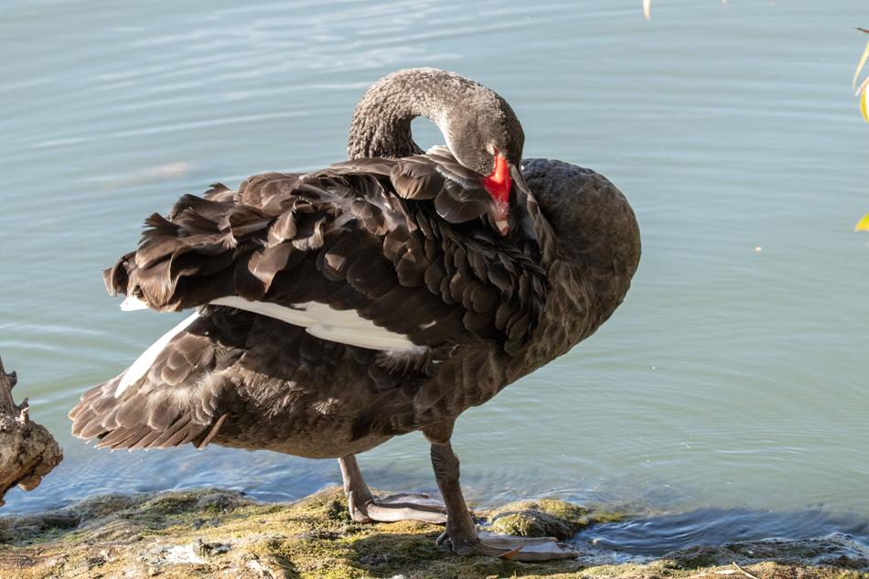Swan Black by the Water
