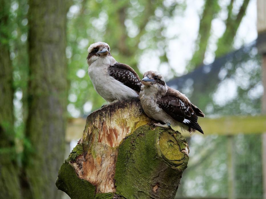 Kookaburra Kingfisher Bird