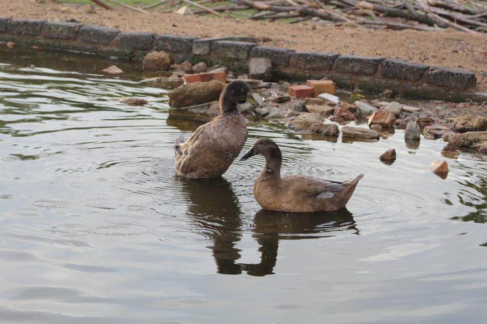 Water Bird Nature