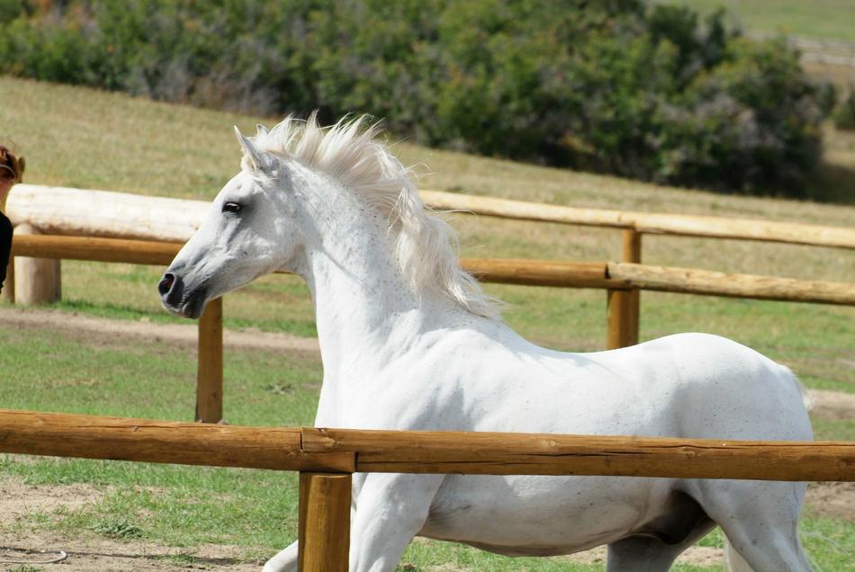 Farm Horse Animal