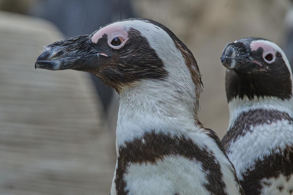 Penguin Animal World Bird