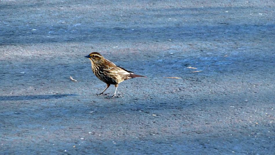 Bird Nature Water