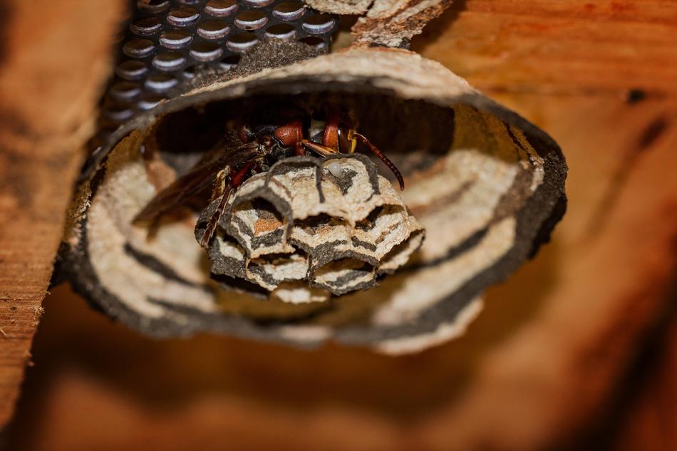 Hornet Insect macro