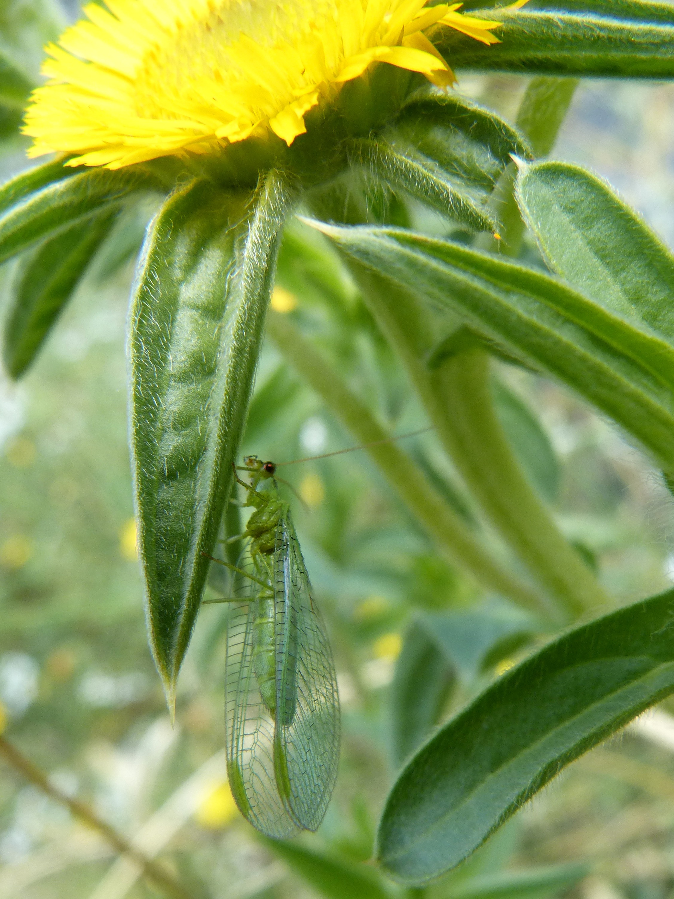 Insect Green Bug Wings Flying free image download