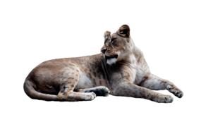 Lion Animal Isolated Big
