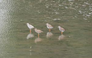 Water Bird Lake