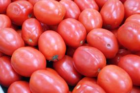 Ripe tasty tomatoes are juicy