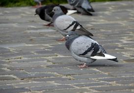 Bird Nature Outdoor