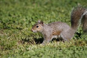 Mammal Wildlife Nature