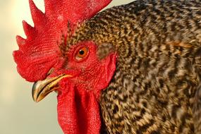 Cock Economic Animal