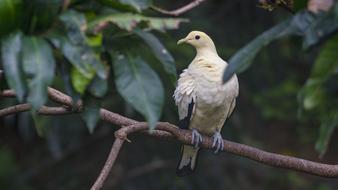 yellow pigeon on a branch