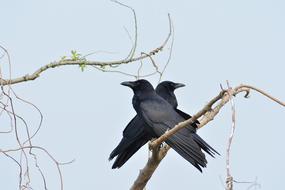 Animal Wood Bird Wild