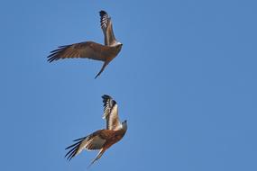 Soaring birds in the sky