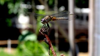 Insect Nature Fly