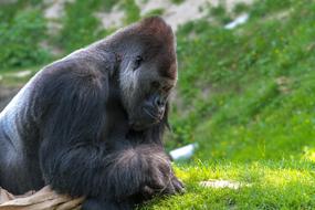 Gorilla Monkey Animal World