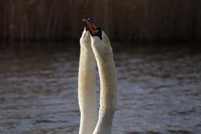 Bird Water Nature