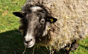 Sheep Wool Animal