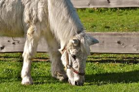 Pony Horse Cute