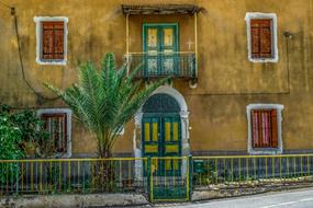 green palm tree on the background of the yard