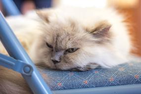 Cute Pet Little