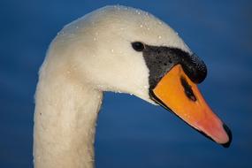 Swan Bird macro nature