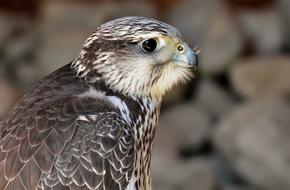 Falcon Wing Bird Of Prey