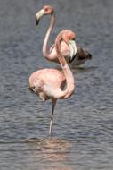 Water Bird Wildlife
