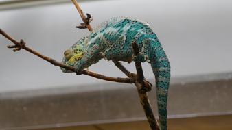 Animal Lizard Chameleon