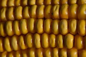 Close up of corn kernels