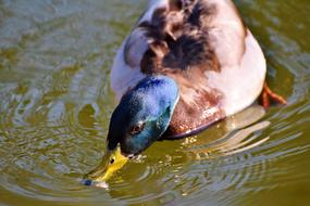 Duck Drake Mallard Water