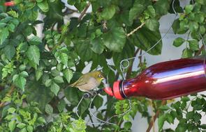 Garden Bird White-Eye