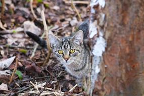 Cat View Pet