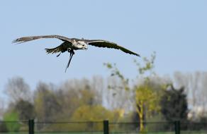 Falcon Bird Of Prey Wild