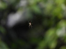 Spider Insect Arachnid