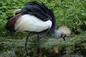 Wild Grey Neck King Crane in nature