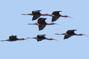Spain Andalucia Parque Birds