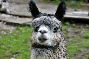 Alpaca Head Mammal
