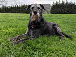 Grass Animal Dog