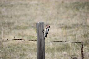 Bird Woodpecker Sapsucker Red